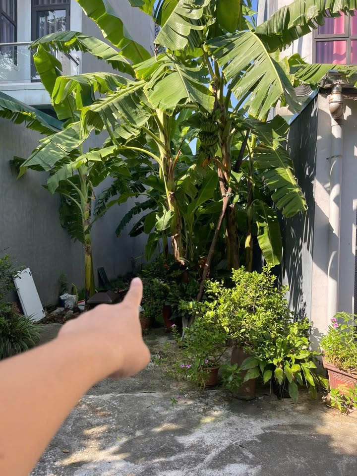 BÁN ĐẤT 75,4M² TẰNG MY, NAM HỒNG – VỊ TRÍ ĐẸP, GIÁ HỢP LÝ