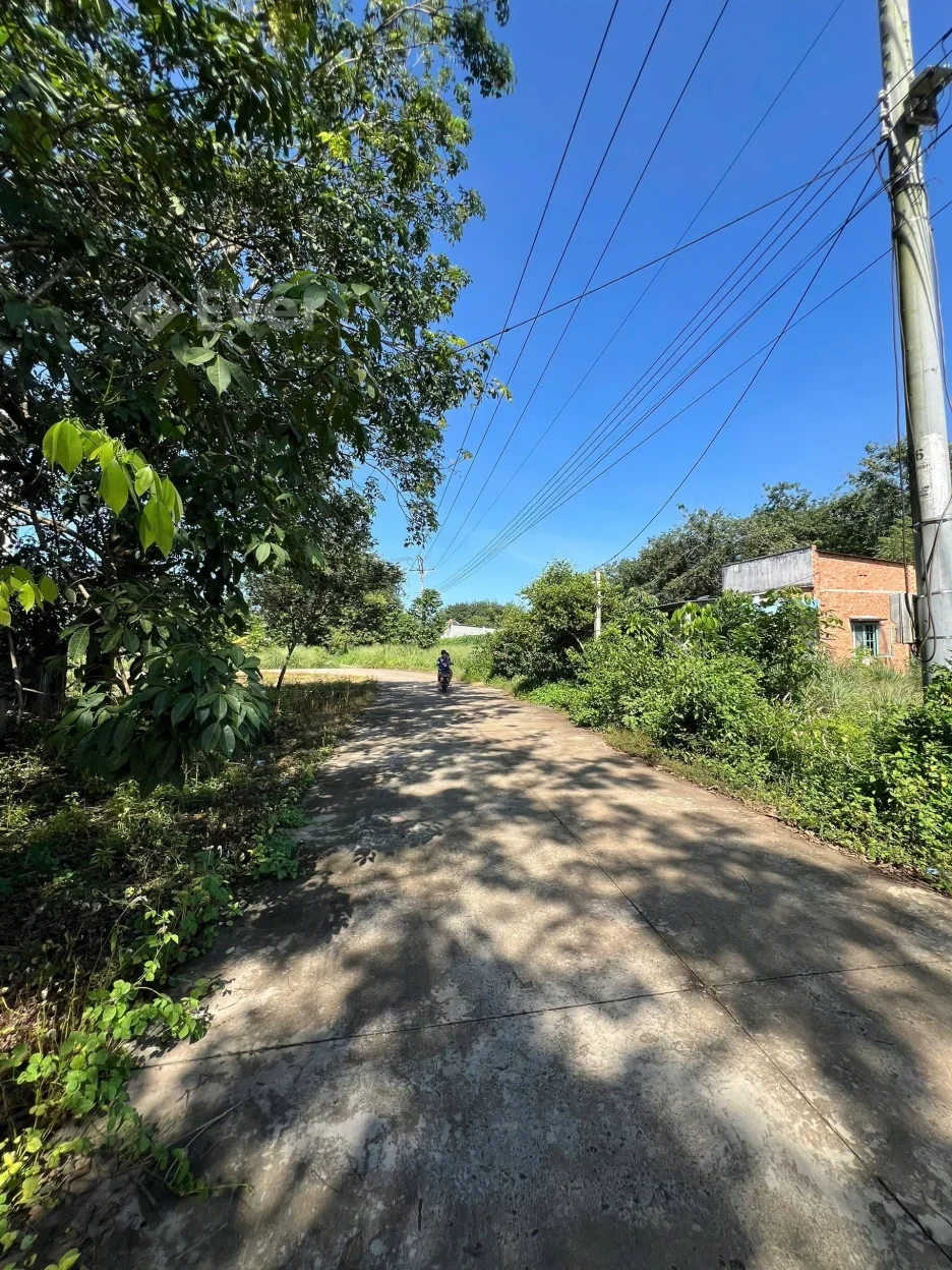 Bán đất ngay sau chợ An Linh, 300 triệu, 200 m2, SHR, An Long, TP.HCM(mới)