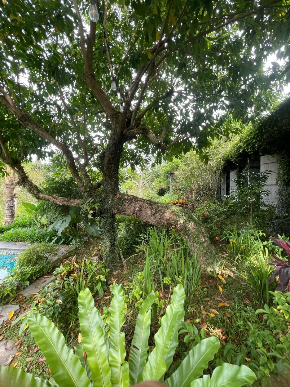 BÁN LÔ ĐẤT NGHỈ DƯỠNG 3.000M² GIÁ 55 TỶ TẠI ĐỒNG VÀNG, PHÚ CÁT – HÀ NỘI