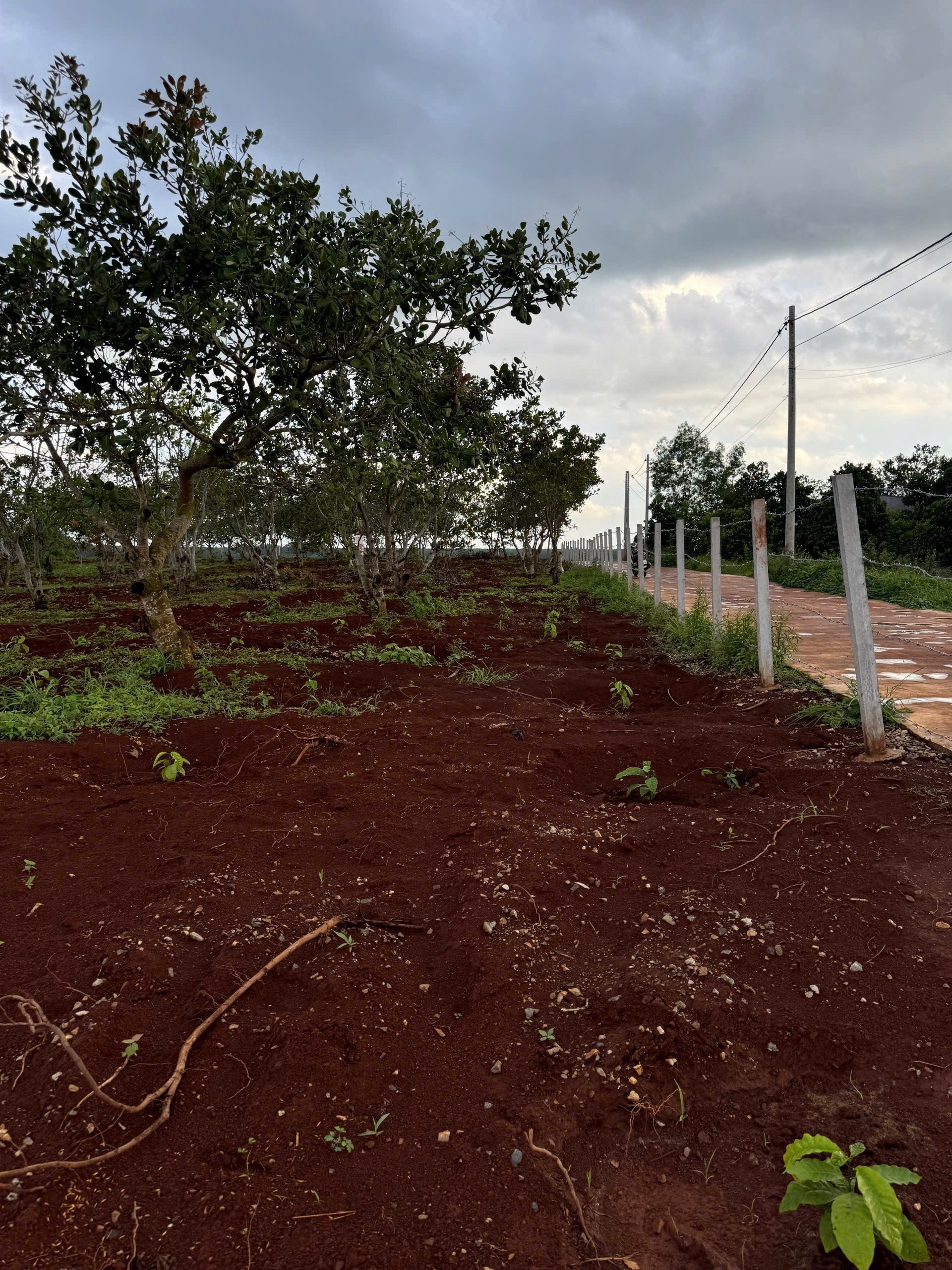 BÁN ĐẤT NÔNG NGHIỆP TẠI NGẢI GIAO, CHÂU ĐỨC, HỒ CHÍ MINH